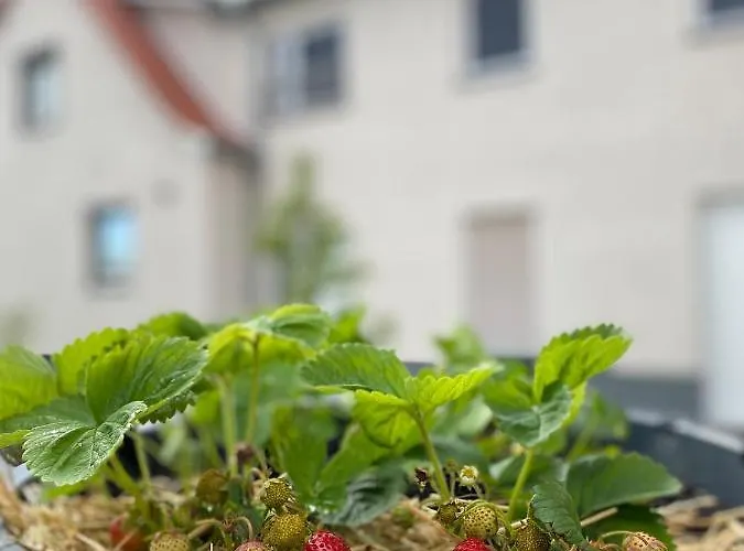 Fewo Sulzer Siedlung Haus 6 * Erfurt